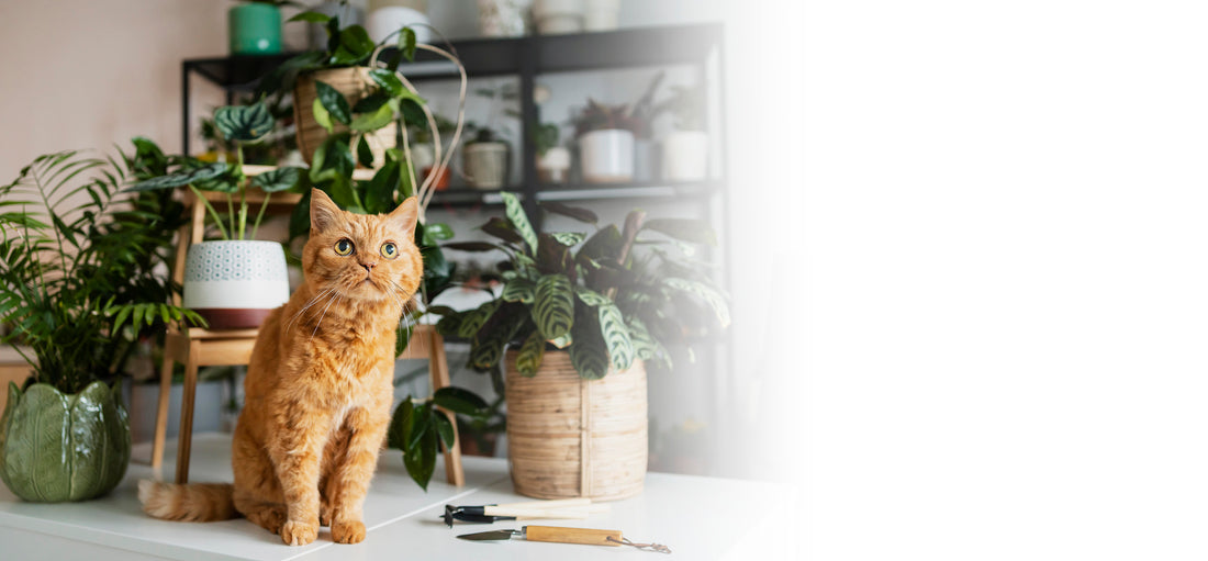 Premium Wooden Cat Tower